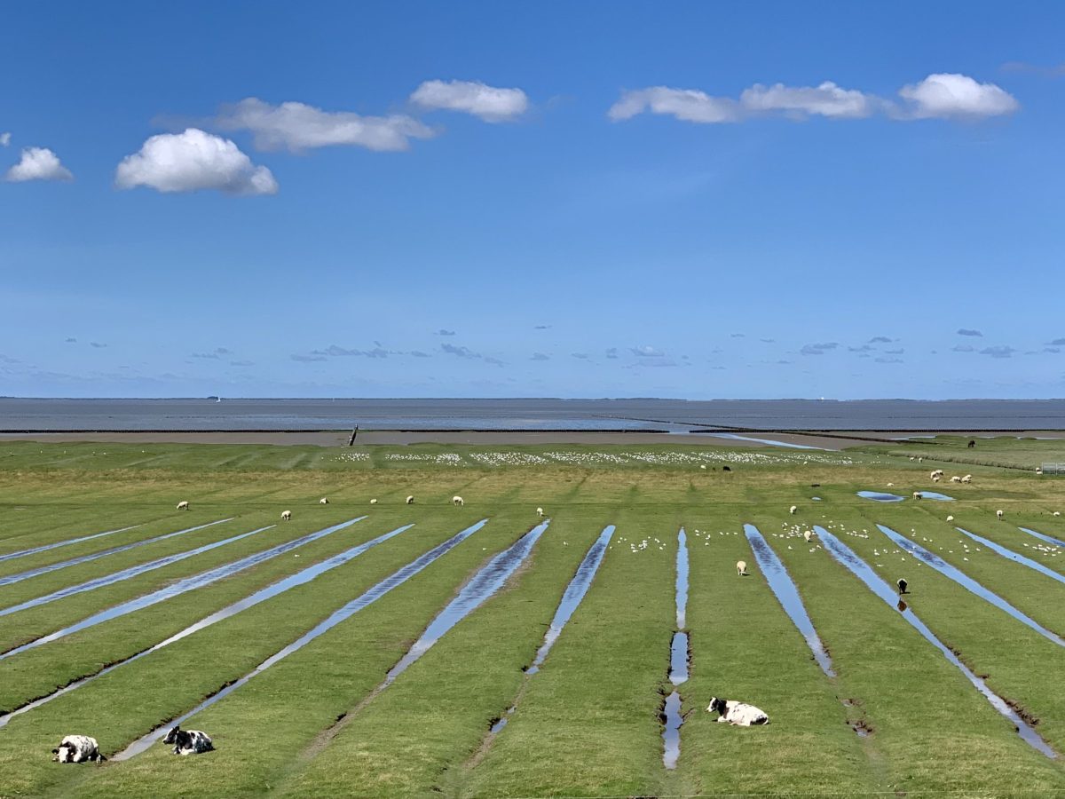 A Severe Case of Inattentional Blindness; the Frisian Tribe’s&nbsp;Name