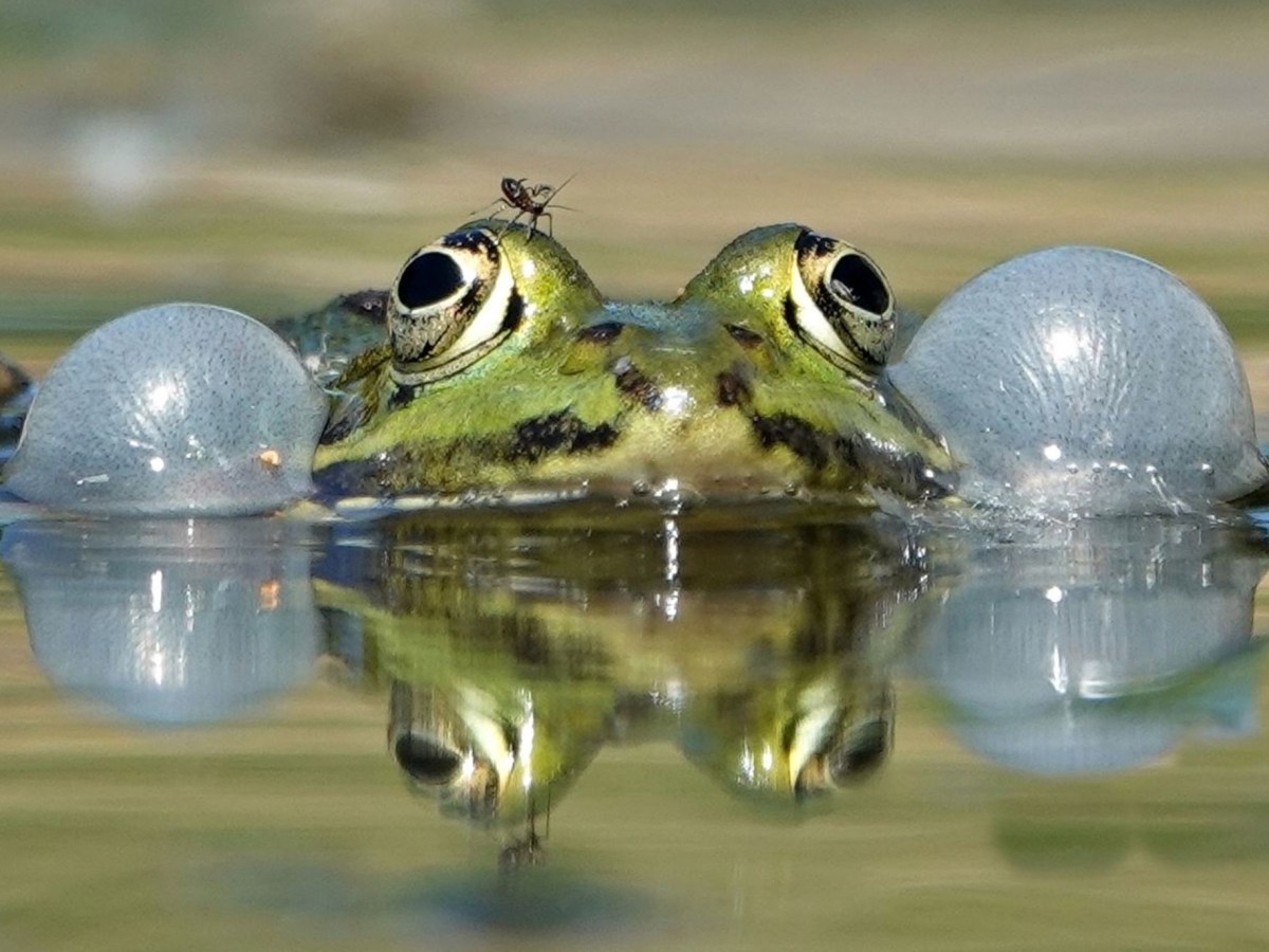 A Croaking Ode to the Haubarg by the Eiderstedter&nbsp;Nachtigall