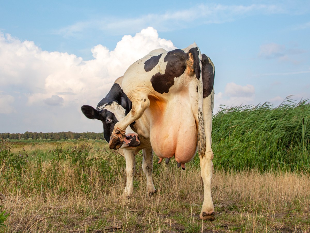 Golden Calves, or Bursting Udders on Bony&nbsp;Legs?