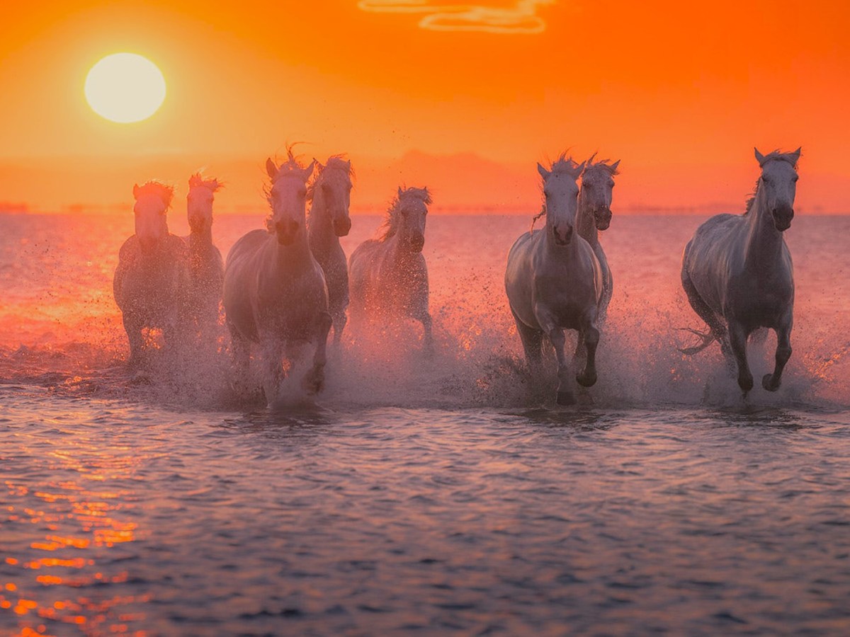 Hengist and Horsa — Frisian Horses from Overseas That Founded the Kentish&nbsp;Kingdom