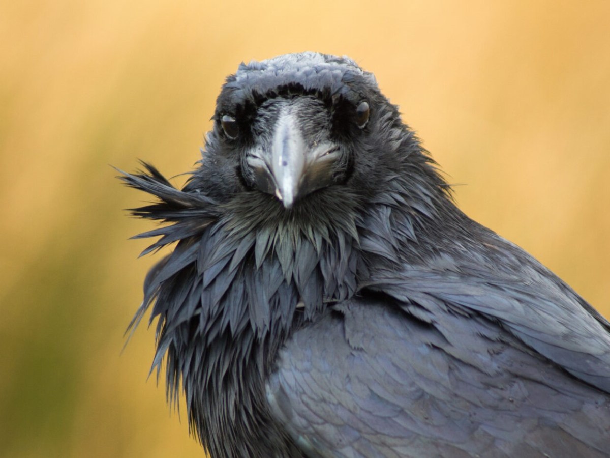 Odin’s Ravens Ruled the Southern Shores. Not the Hammer of&nbsp;Thor