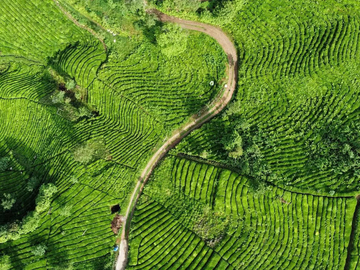 茶道 — The Way of the Tea. A Tradition at Risk in&nbsp;Ostfriesland