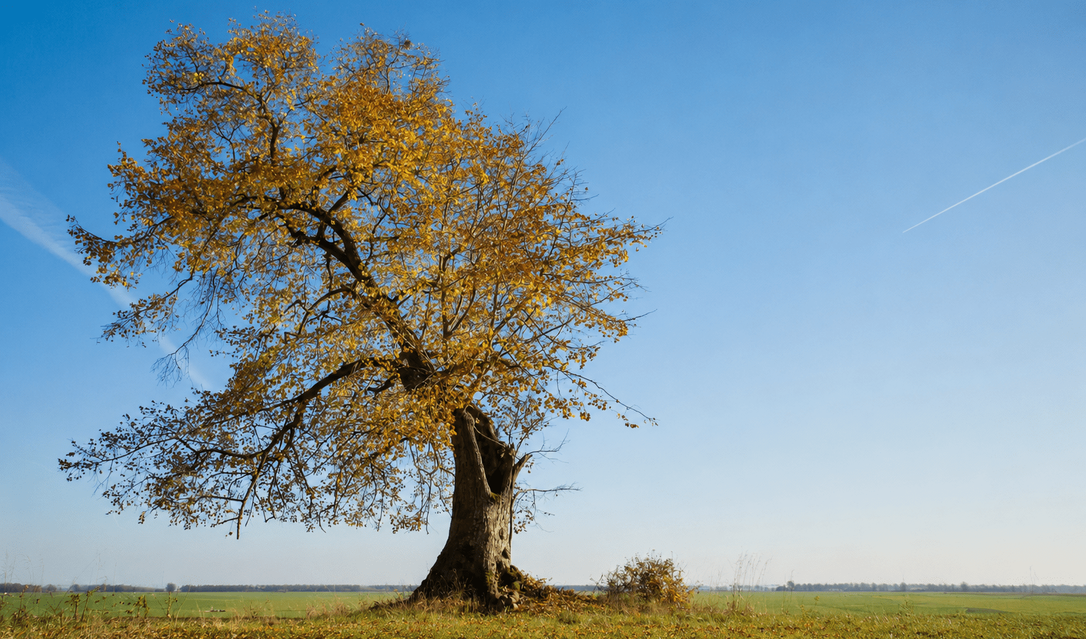 Linden Tree Meldorf