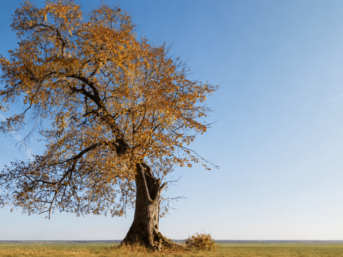 When the Withered Linden Tree of Dithmarschen&nbsp;Reawakens